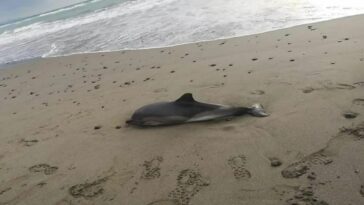 Encontraron delfín varado en zona costera de Los Córdobas