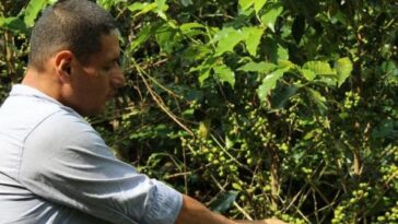 Fortalecer la caficultura: renovación de 400 hectáreas de cafetales afectados