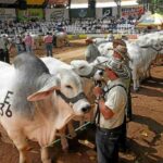 “Habrán más de 1.500 animales para exponer en la Feria”, Ganacor