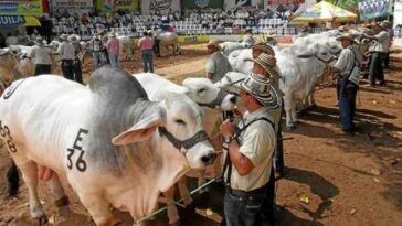 “Habrán más de 1.500 animales para exponer en la Feria”, Ganacor