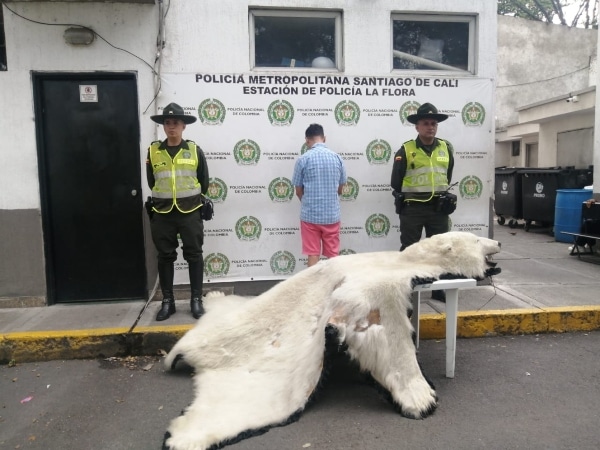 Piel de oso polar incautada en un establecimiento comercial del norte de Cali.