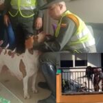 El perro maltratado en Jamundí se ha salvado.