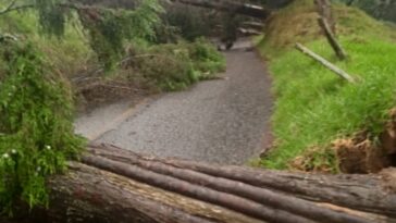 Un ciclista muerto dejó la caída de 26 árboles en Gallinazo