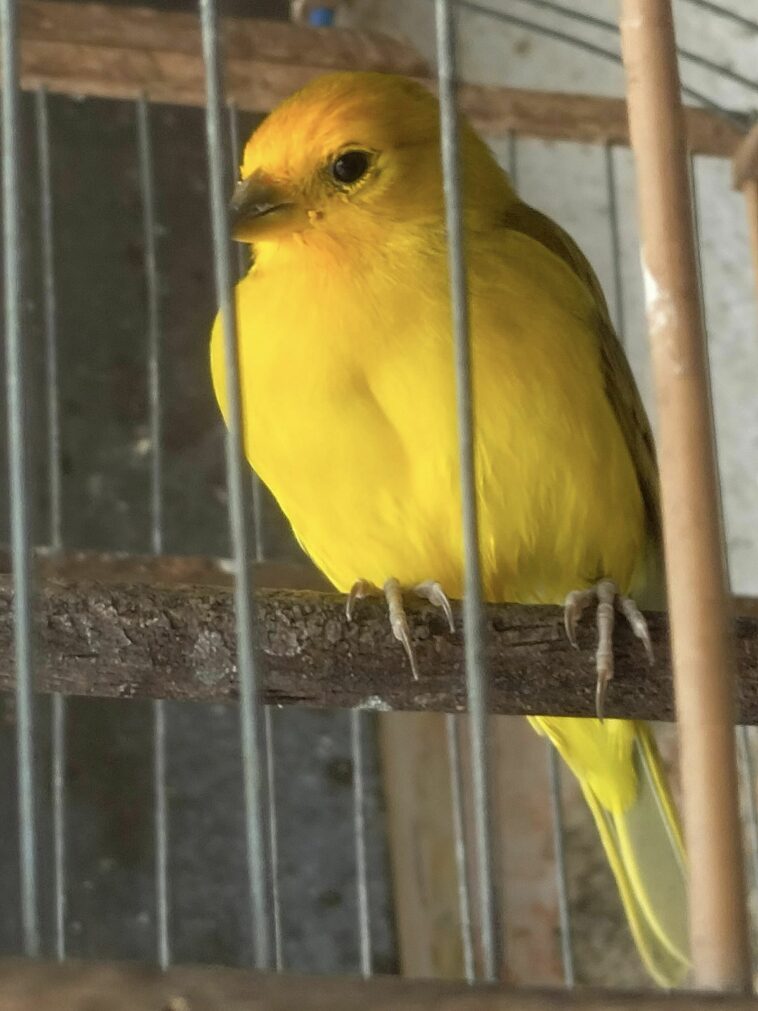 Un gaitanista que cría pájaros