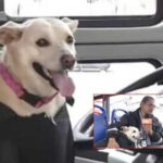 'lulú', la perrita que le ladra a los colados en el trasporte público en Bogotá