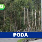 Avanza el proceso de rocería y poda de árboles en Manizales