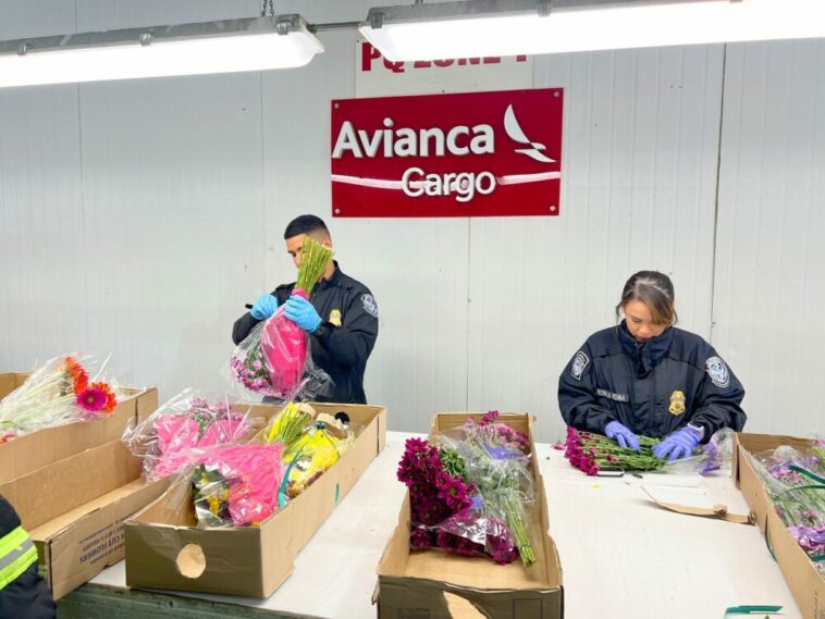 Avianca Cargo, Líder En Transporte De Flor En Colombia, Llevía Estados Unidos Más De 400 Millones De Tallos De Flores Para La Celebración Del Día De La Madre