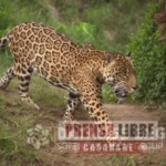 Buscan a felino que atacó a una persona en zona rural de Villavicencio