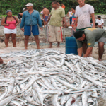 Buscan fortalecer el  sector pesquero en el  departamento de Magdalena
