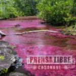 Caño Cristales abre nuevamente al público