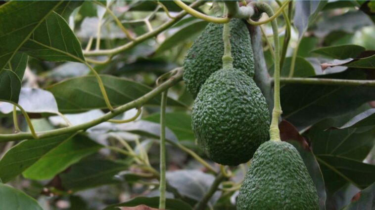 Clima, producción y procesos logísticos, los dolores de cabeza para las exportaciones de aguacate Hass