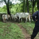 Abigeato en Cundinamarca