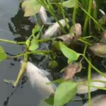 Esta es la razón de las muertes masivas de peces en la Laguna Sonso.