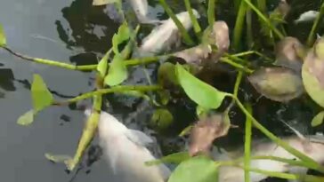 Esta es la razón de las muertes masivas de peces en la Laguna Sonso.