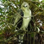 Huila, en el puesto 12 a nivel nacional en avistamiento de aves.