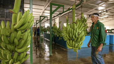 Más de 2.500 hectáreas de banano paralizadas por amenazas en La Guajira