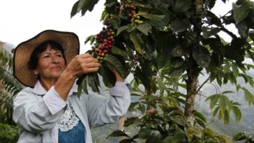 Nutresa tiene planes para exportar café Matiz: esto es lo que se sabe