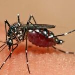 Procuraduría solicitó información a la Secretaría de Salud ante considerable aumento de casos de dengue en Cundinamarca