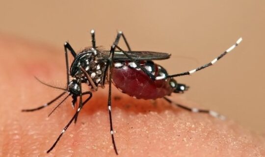 Procuraduría solicitó información a la Secretaría de Salud ante considerable aumento de casos de dengue en Cundinamarca