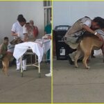 ¡Amigo fiel! perrito esperó a su amo por varias horas a las afueras de un hospital, no levantaba cabeza