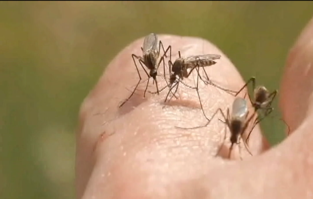 Alerta en Antioquia por aumento de casos de dengue