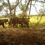 Animalistas denuncian que en Hato Corozal cazaron a una tigra por retaliación de finqueros