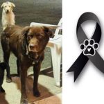 Coraje, Choco y Paloma, los peluditos víctimas del atentado en Taminango, Nariño