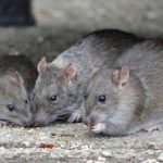 Denuncian presencia de decenas de ratas en el sector del centro financiero de Bogotá