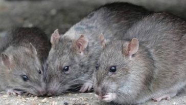 Denuncian presencia de decenas de ratas en el sector del centro financiero de Bogotá