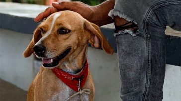 En Montería van de 1.600 perros y gatos esterilizados