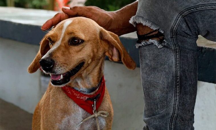 En Montería van de 1.600 perros y gatos esterilizados