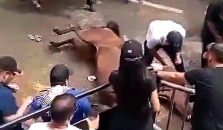 Indignación tras casos de maltrato animal durante las fiestas de San Pedro y San Pablo En dos videos que circulan en las redes sociales, se ve a un caballo convulsionando por un golpe de calor y cansancio, y a una yegua que flota en el río Magdalena.