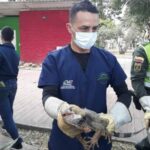 La CVC trabaja en la reubicación de iguanas del Parque Obrero hacia Palmira, Valle.