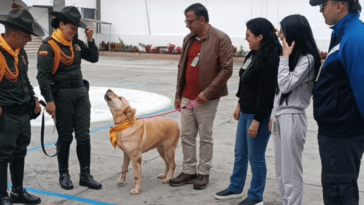 Martina, canina antiexplosivos se jubiló y la adoptaron en Nariño