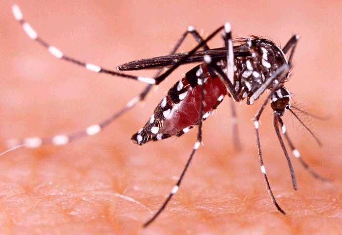 Más de 600 casos y dos muertes por dengue en Valledupar