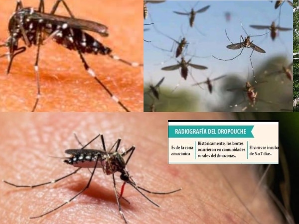 Oropouche: El virus parecido al dengue que preocupa a las autoridades sanitarias de Colombia