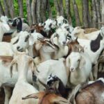 Ovinos como estos recibirán las 68 familias de la etnia Wayuu en el municipio de Maicao, departamento de La Guajira.