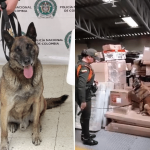 Con ayuda de perro antinarcóticos decomisaron cargamento de marihuana en Nariño.