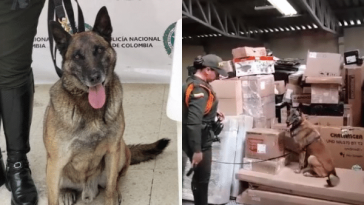 Con ayuda de perro antinarcóticos decomisaron cargamento de marihuana en Nariño.