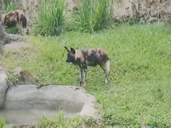 Perros salvajes, los nuevos habitantes que llegan desde Estados Unidos al zoológico de Cali