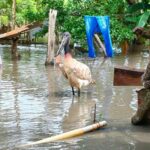 Por calamidad pública originada por el invierno, se aplazó Simulacro en Casanare