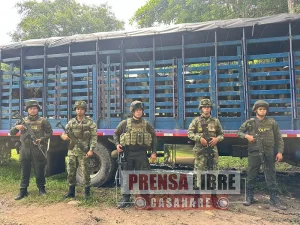 Recuperadas en Arauca novillas avaluadas en $51 millones