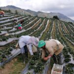 ¿Podría el Gobierno definir el destino de los recursos de los fondos parafiscales agropecuarios? Esta es la resolución que genera alertas entre gremios