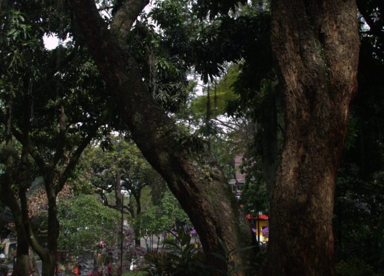 Acacias amarillas de Provenza, un patrimonio de 60 años  