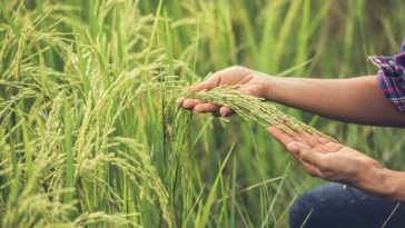 En La Guajira se dan extensas áreas sembradas de arroz, pero los productores sostienen que los industriales intermediarios se quedan con las utilidades de la cosecha y debe intervenir el Gobierno nacional.