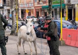 Autoridades de Sandoná inician operativos para trasladar caballos al ‘coso’ municipal