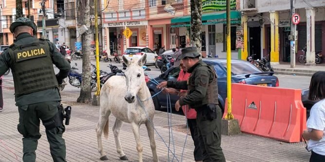 Autoridades de Sandoná inician operativos para trasladar caballos al ‘coso’ municipal