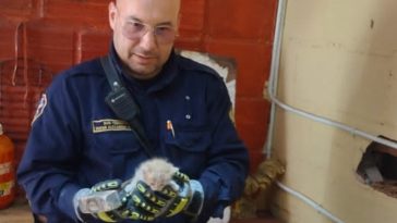 Bomberos rescataron a un gato que quedó atrapado entre dos paredes en San Sebastián
