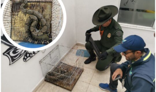 Ciudadano entrega boa constrictor a la Policía Nacional en Bojacá