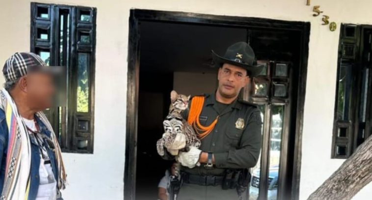 Ciudadano entrega felino salvaje domesticado